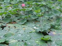 Albums/20060800-China Aug 2006/20060804-Shenyang University/51